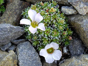 Saxifraga x iranica 'Cumulus'